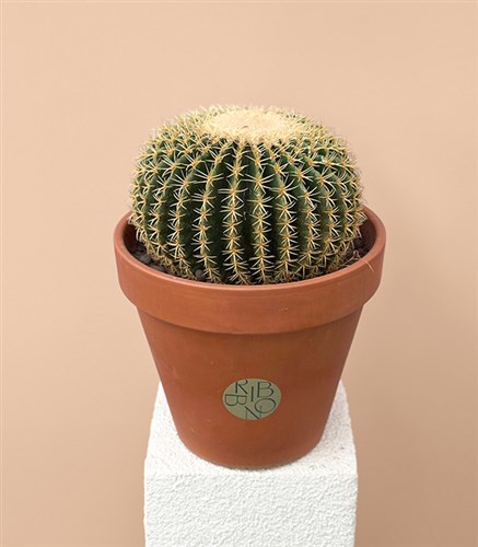Echinocactus Grusonii Golden Barrel Cactus in Vertical Terracotta Pot