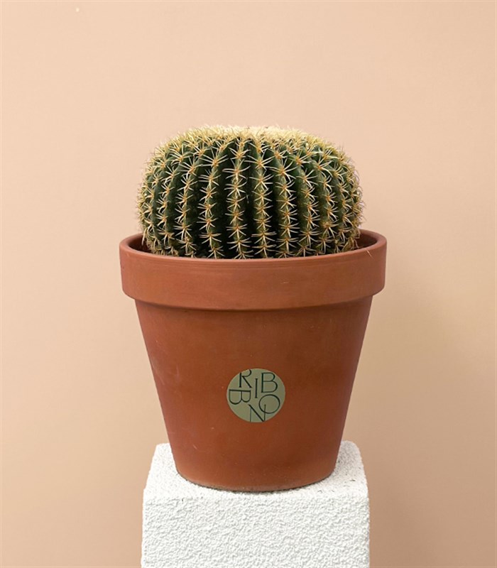 Dikey Terracotta Saksıda Echinocactus Grusonii Altın Fıçı Kaktüs