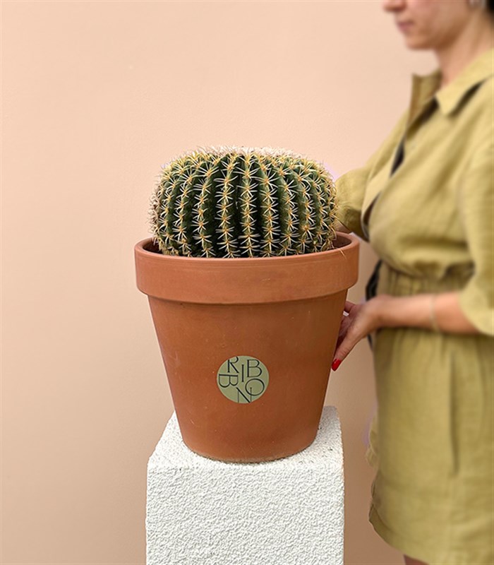 Dikey Terracotta Saksıda Echinocactus Grusonii Altın Fıçı Kaktüs