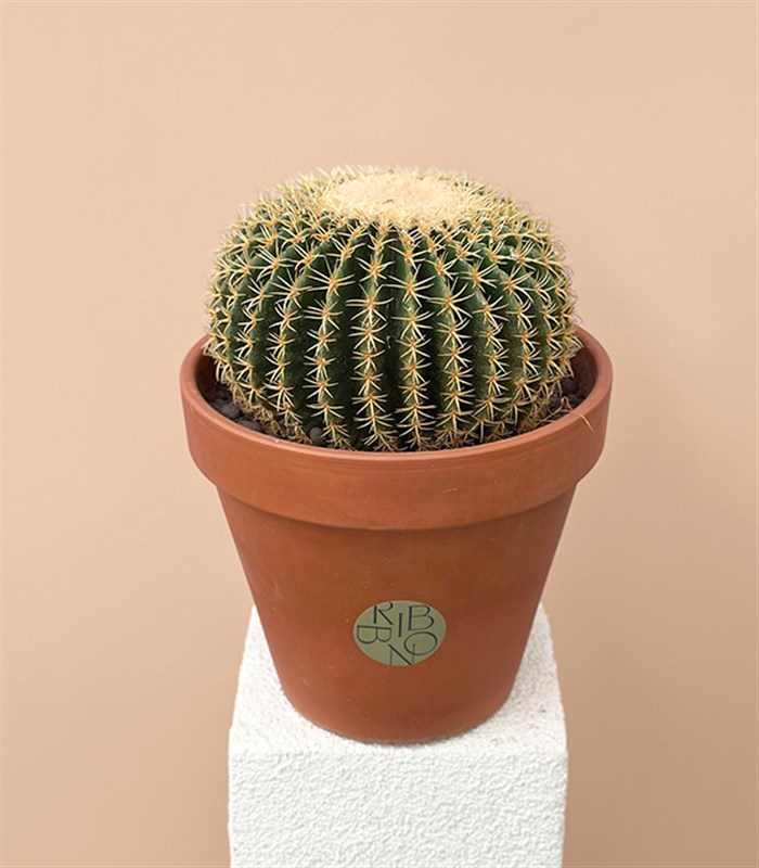 Dikey Terracotta Saksıda Echinocactus Grusonii Altın Fıçı Kaktüs