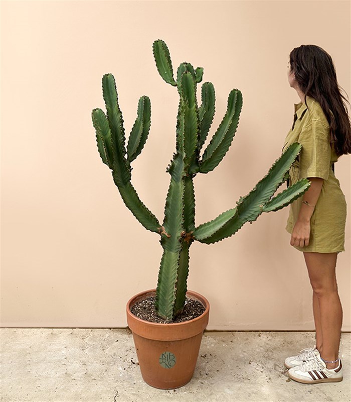 Terracotta Saksıda Euphorbia Ingens Kaktüs Ağacı 150 cm