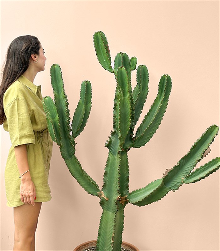 Terracotta Saksıda Euphorbia Ingens Kaktüs Ağacı 150 cm
