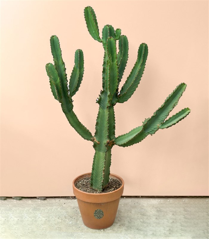 Terracotta Saksıda Euphorbia Ingens Kaktüs Ağacı 150 cm