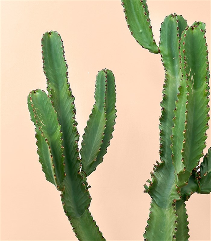 Terracotta Saksıda Euphorbia Ingens Kaktüs Ağacı 150 cm