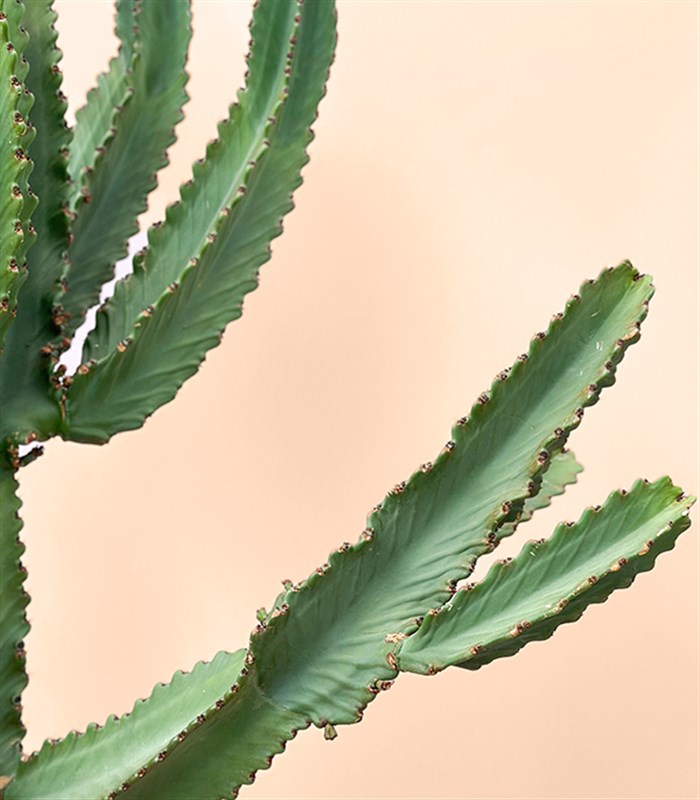 Terracotta Saksıda Euphorbia Ingens Kaktüs Ağacı 150 cm