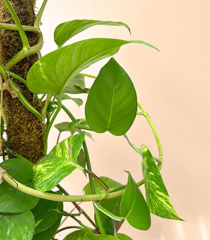 Beyaz Saksıda Golden Pothos Salon Sarmaşığı