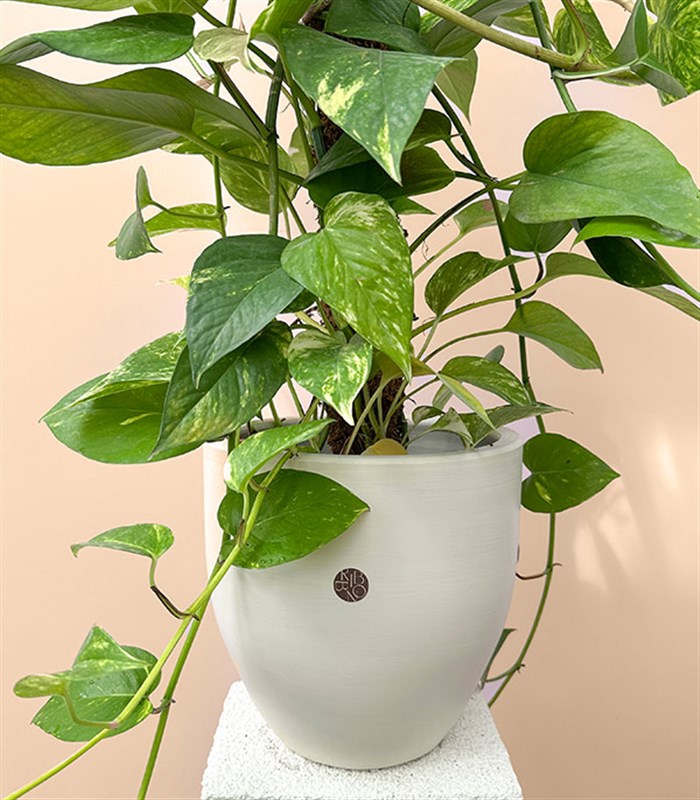 Beyaz Saksıda Golden Pothos Salon Sarmaşığı