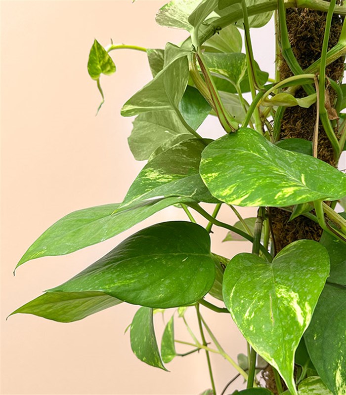 Beyaz Saksıda Golden Pothos Salon Sarmaşığı