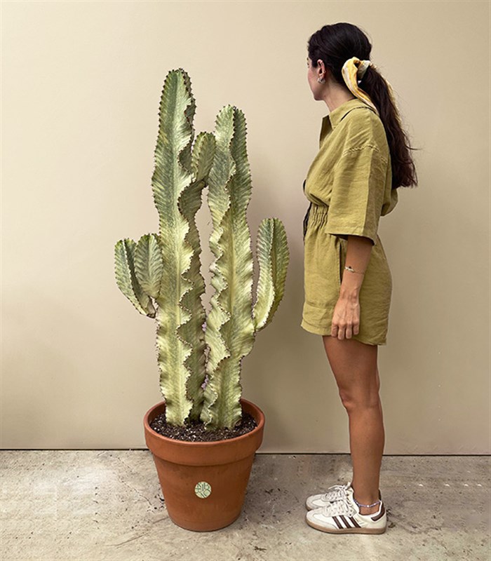 Terracotta Saksıda Euphorbia Ingens Variegata Süt Ağacı Kaktüs 150 cm