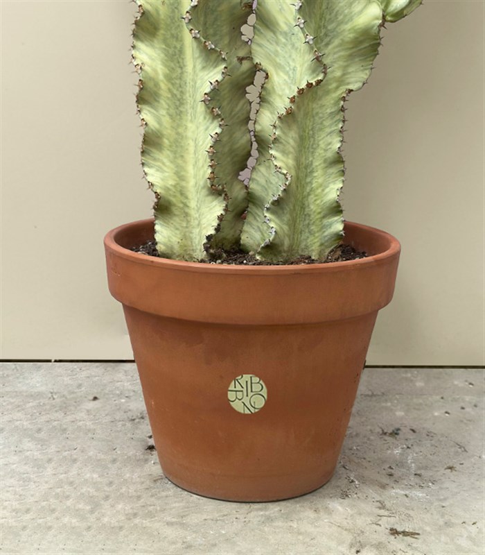 Terracotta Saksıda Euphorbia Ingens Variegata Süt Ağacı Kaktüs 150 cm
