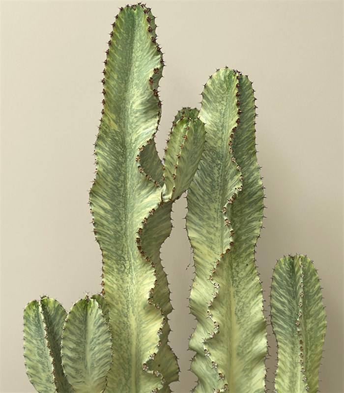 Terracotta Saksıda Euphorbia Ingens Variegata Süt Ağacı Kaktüs 150 cm