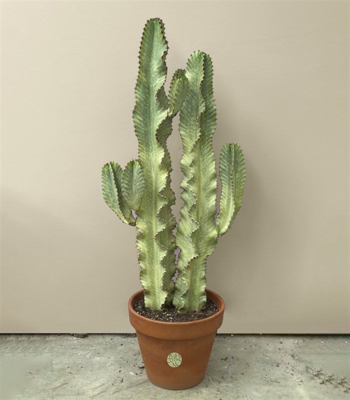Terracotta Saksıda Euphorbia Ingens Variegata Süt Ağacı Kaktüs 150 cm