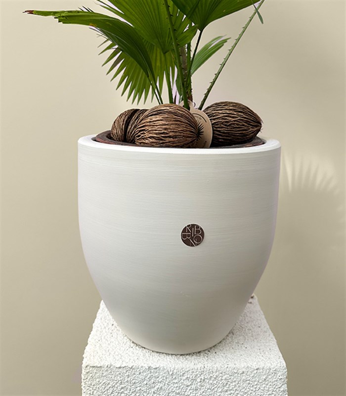 Livistona Rotundifolia Seramik Saksıda Livistona Palmiyesi