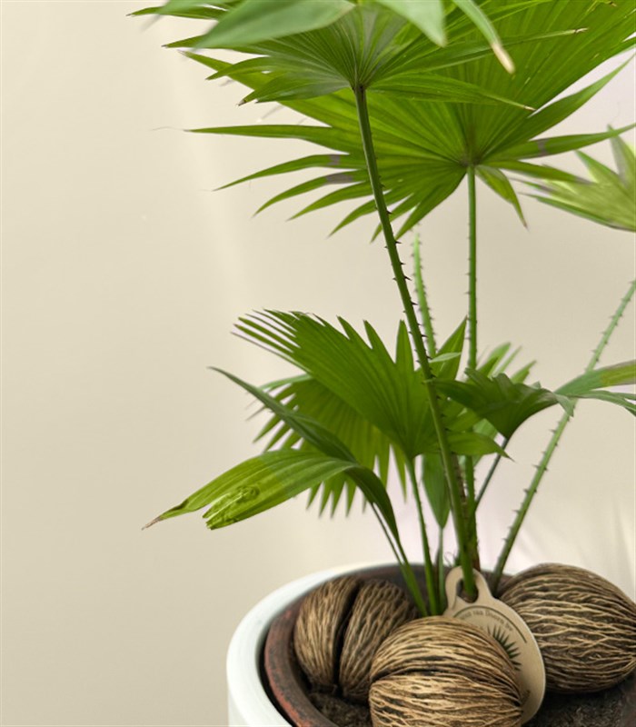 Livistona Rotundifolia Seramik Saksıda Livistona Palmiyesi