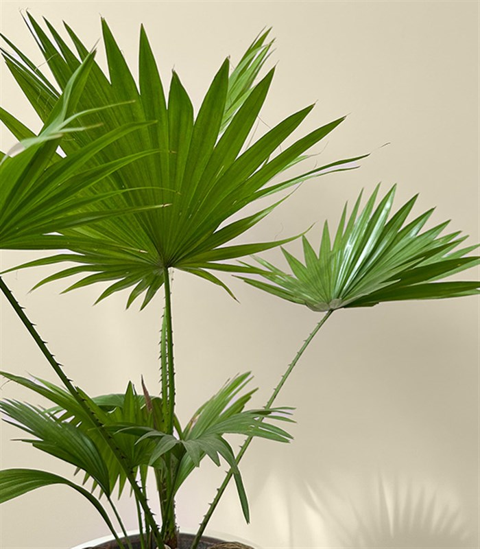 Livistona Rotundifolia Seramik Saksıda Livistona Palmiyesi