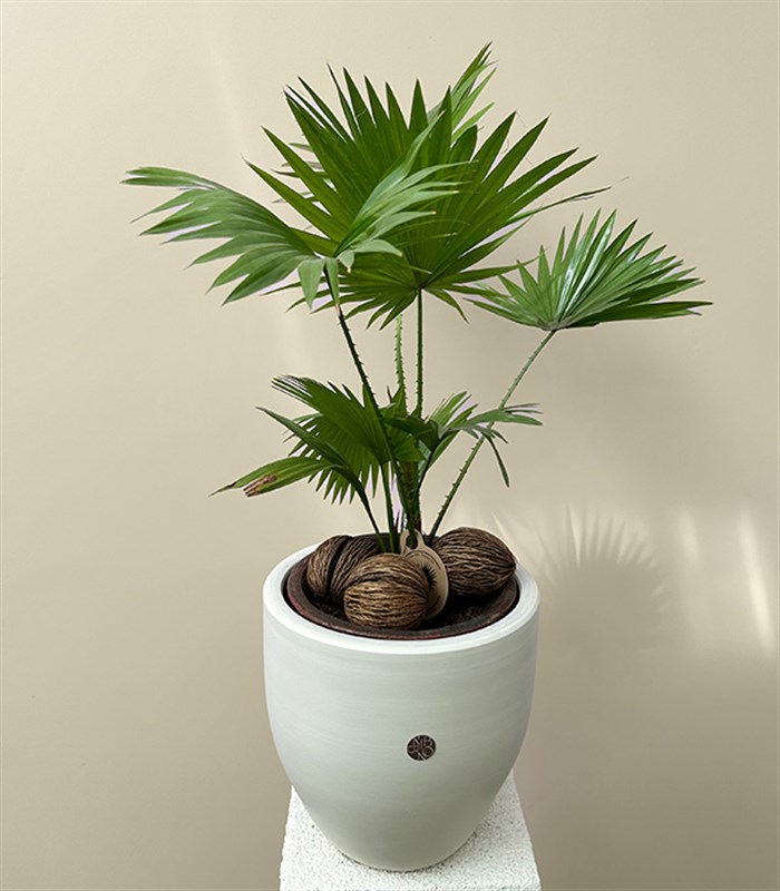 Livistona Rotundifolia Seramik Saksıda Livistona Palmiyesi