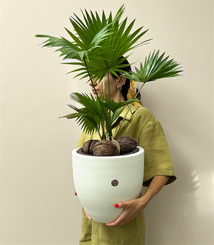 Livistona Rotundifolia Seramik Saksıda Livistona Palmiyesi