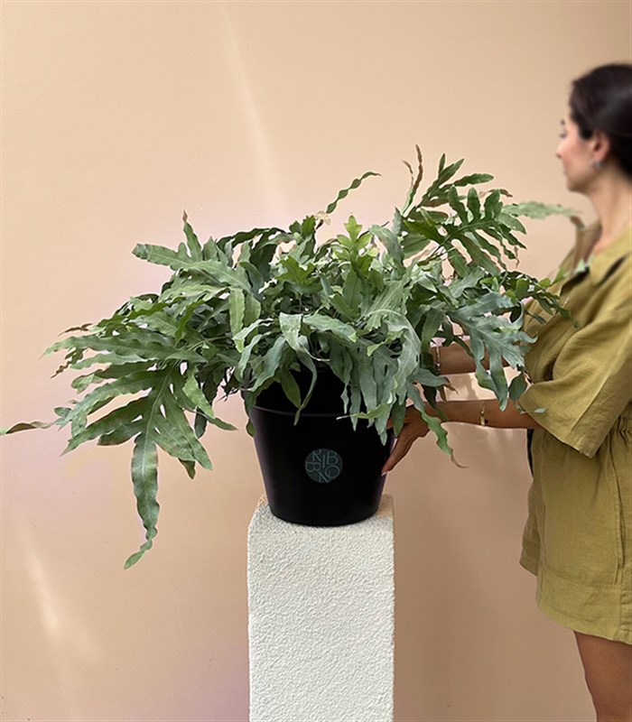 Phlebodium Aureum Blue Star Siyah Saksıda Mavi Yıldız Eğreltiotu Bitkisi