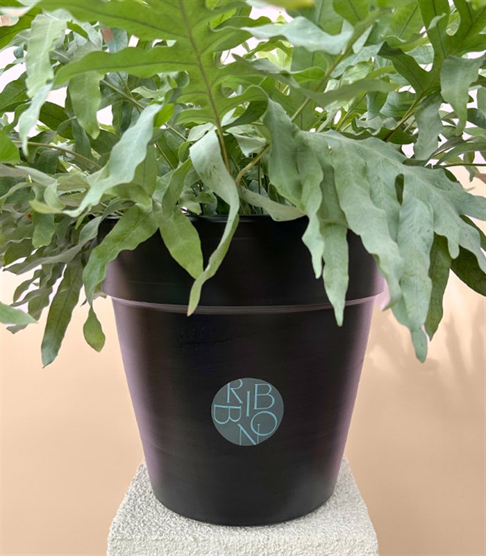 Phlebodium Aureum Blue Star Siyah Saksıda Mavi Yıldız Eğreltiotu Bitkisi