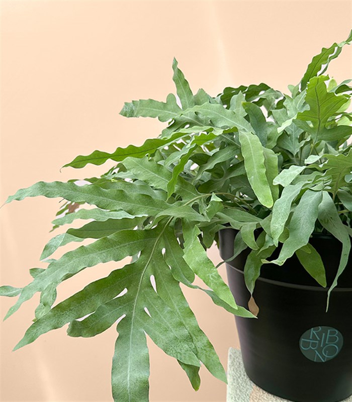 Phlebodium Aureum Blue Star Siyah Saksıda Mavi Yıldız Eğreltiotu Bitkisi