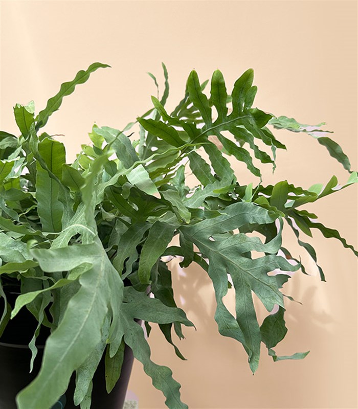 Phlebodium Aureum Blue Star Siyah Saksıda Mavi Yıldız Eğreltiotu Bitkisi