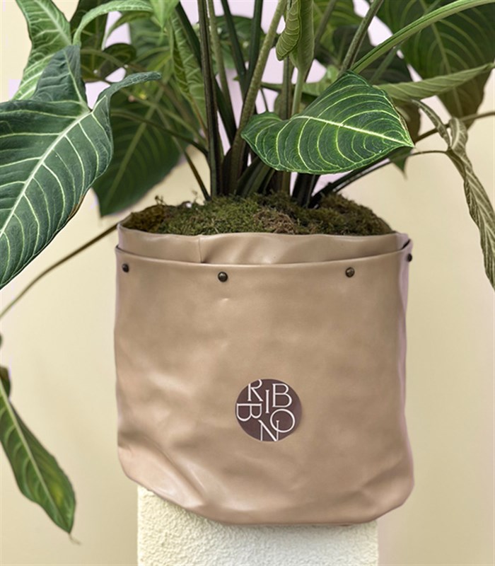 Krem Deri Saksıda Syngonium Podophyllum White Butterfly Melek Kanadı Bitkisi