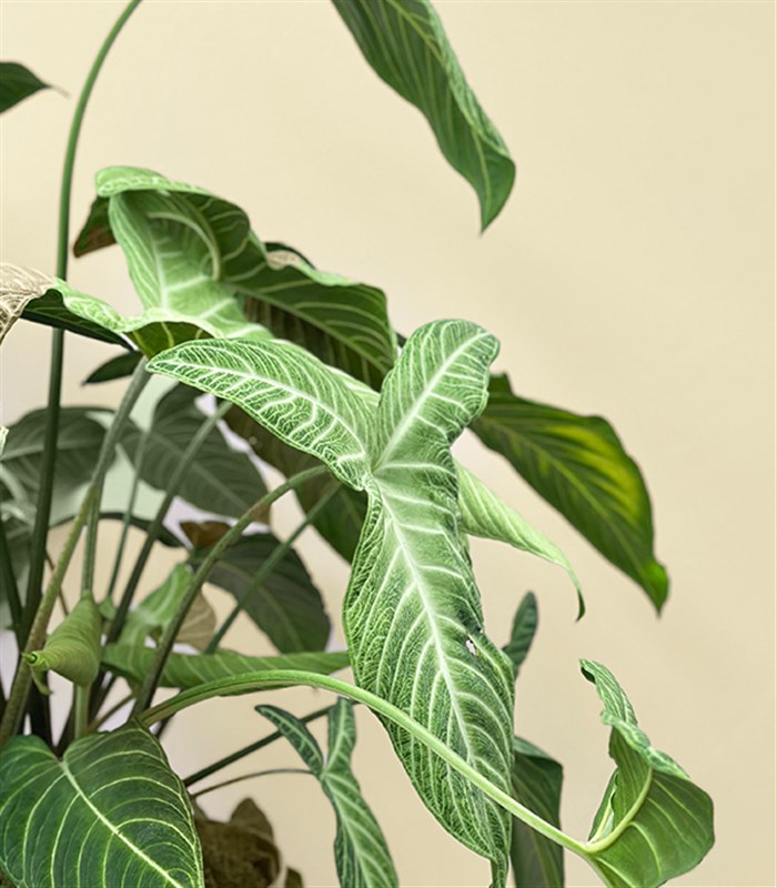 Krem Deri Saksıda Syngonium Podophyllum White Butterfly Melek Kanadı Bitkisi