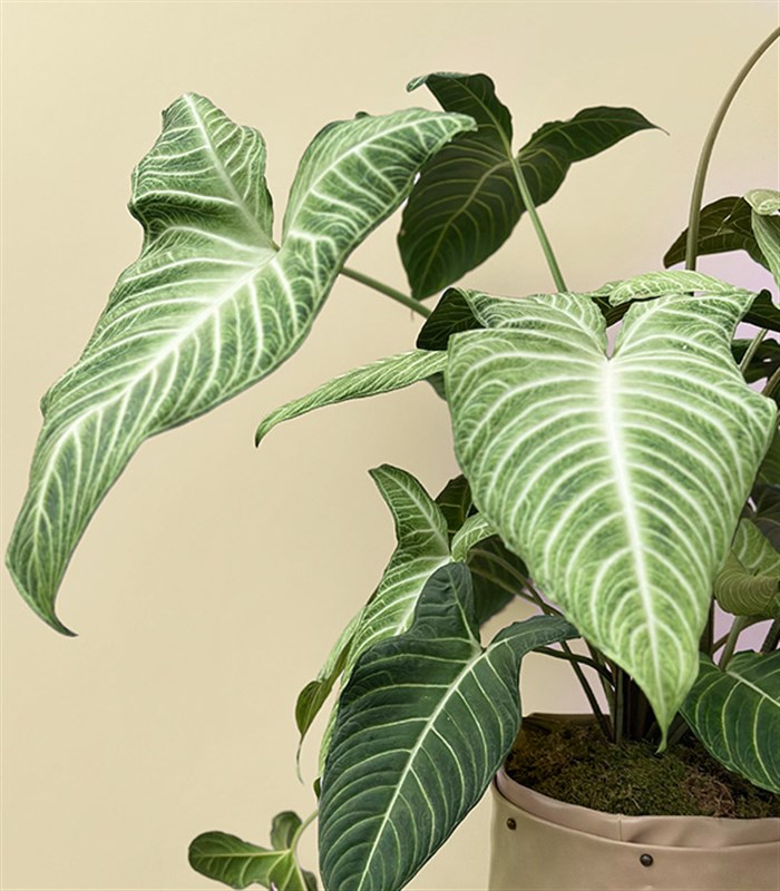 Krem Deri Saksıda Syngonium Podophyllum White Butterfly Melek Kanadı Bitkisi