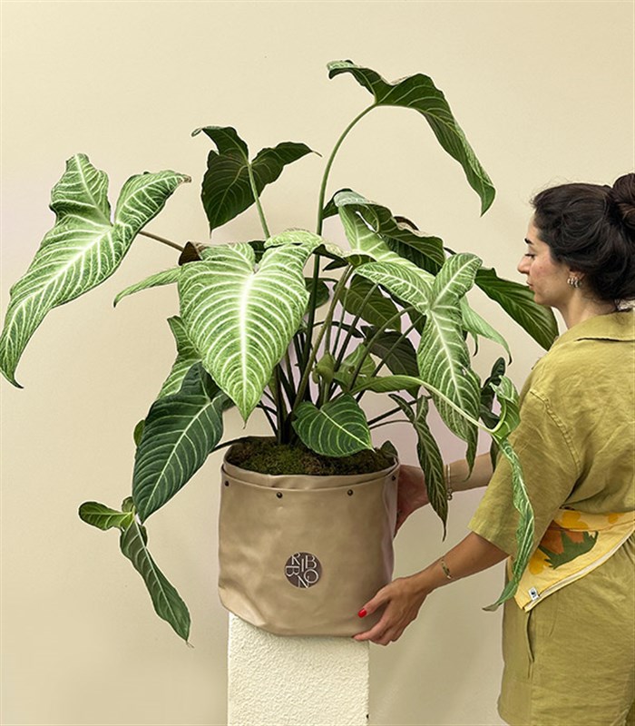 Krem Deri Saksıda Syngonium Podophyllum White Butterfly Melek Kanadı Bitkisi