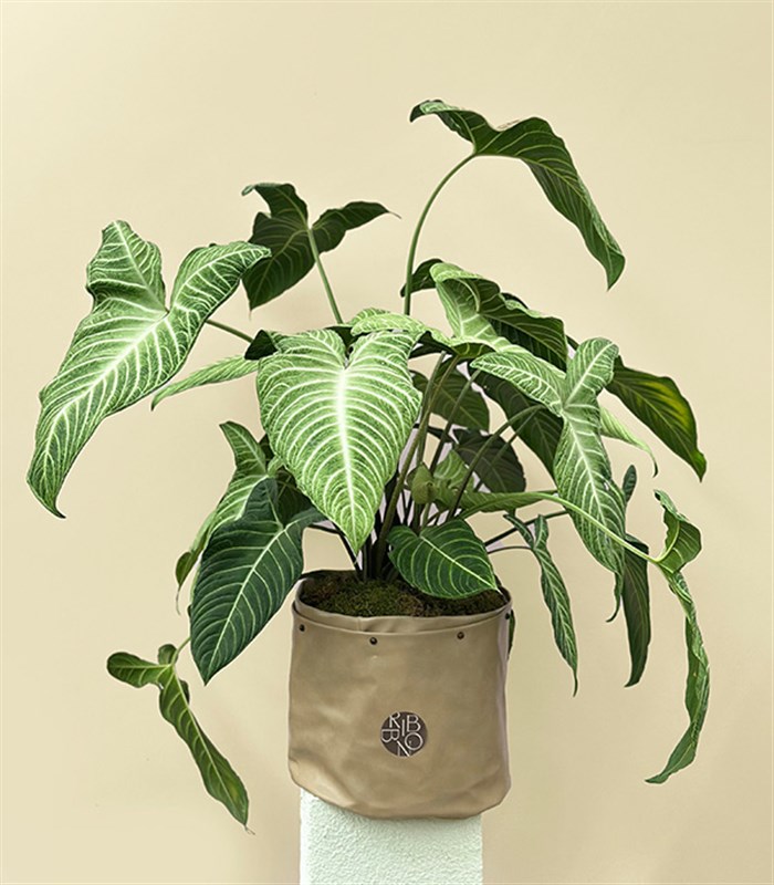 Krem Deri Saksıda Syngonium Podophyllum White Butterfly Melek Kanadı Bitkisi