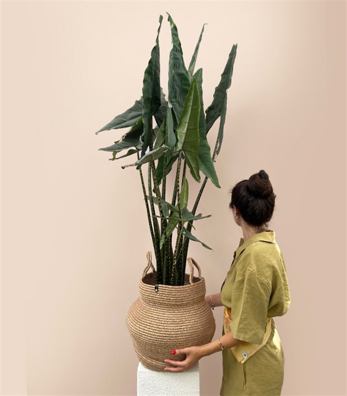 Alocasia Zebrina Sepette Fil Kulağı Bitkisi