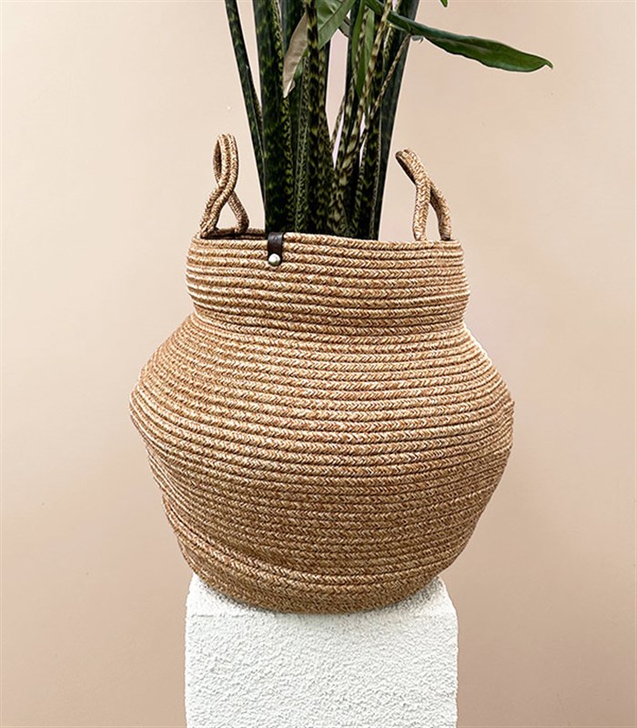 Alocasia Zebrina Sepette Fil Kulağı Bitkisi