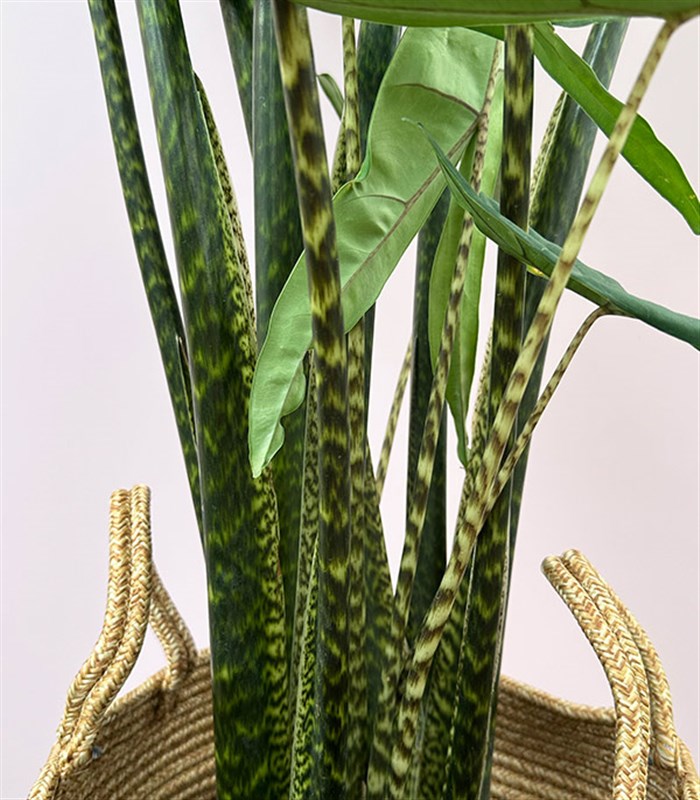 Alocasia Zebrina Sepette Fil Kulağı Bitkisi