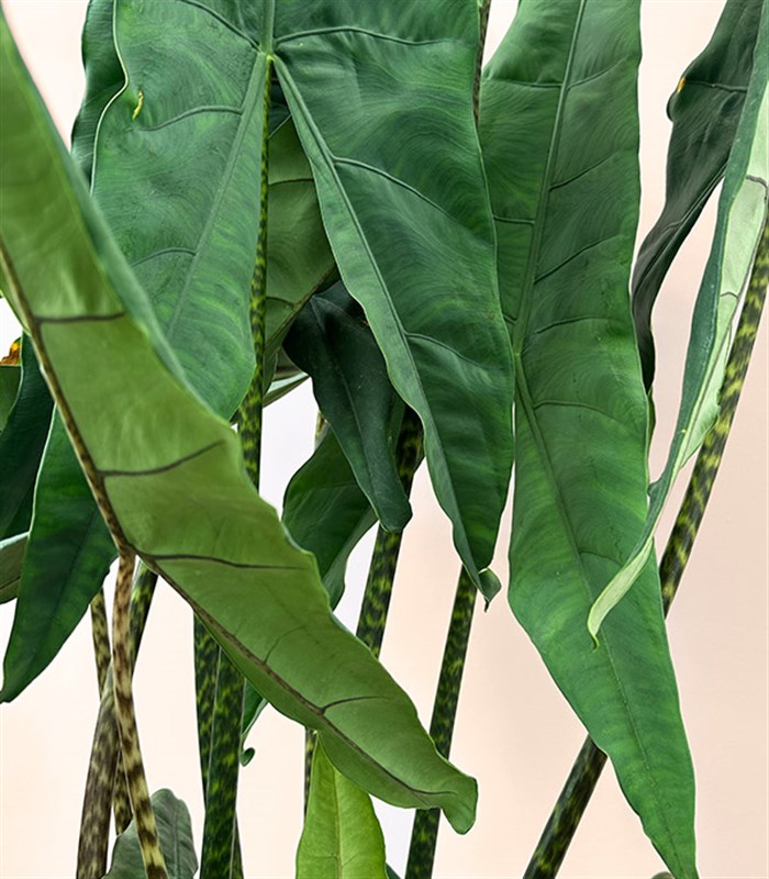 Alocasia Zebrina Sepette Fil Kulağı Bitkisi