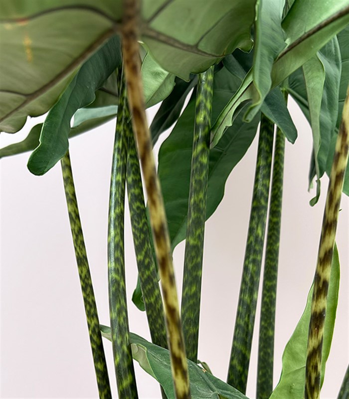 Alocasia Zebrina Sepette Fil Kulağı Bitkisi