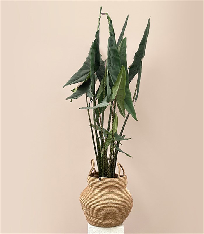 Alocasia Zebrina Sepette Fil Kulağı Bitkisi