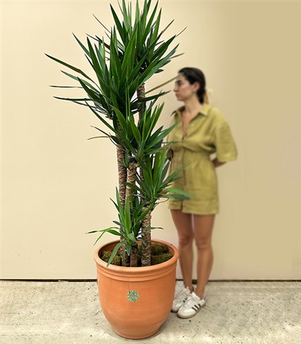 Grand Deluxe Yucca Terracotta Saksı Yuka Ağacı 5 Gövdeli 200 cm