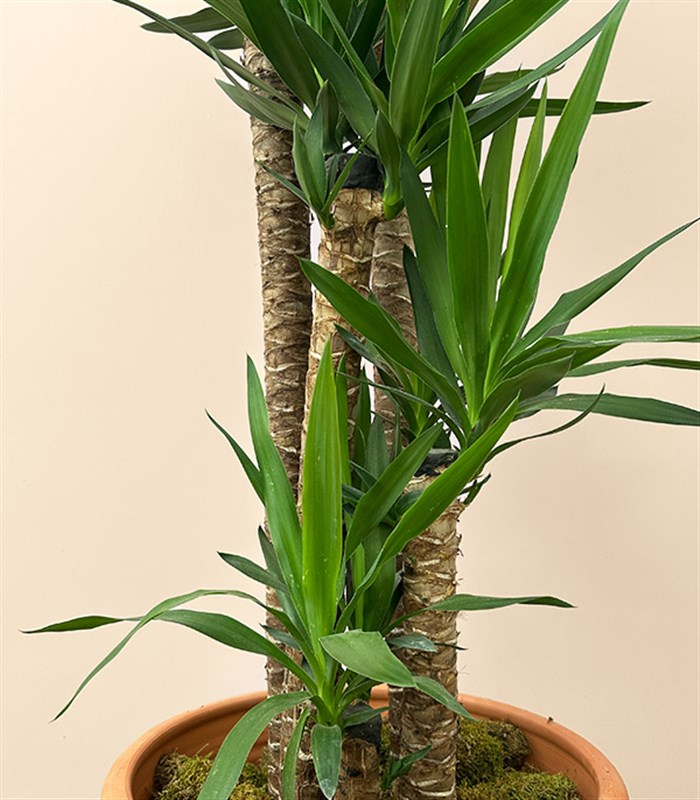 Grand Deluxe Yucca Terracotta Saksı Yuka Ağacı 5 Gövdeli 200 cm