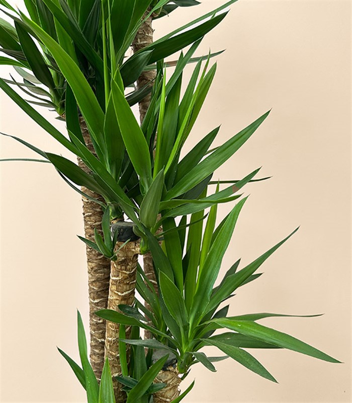 Grand Deluxe Yucca Terracotta Saksı Yuka Ağacı 5 Gövdeli 200 cm
