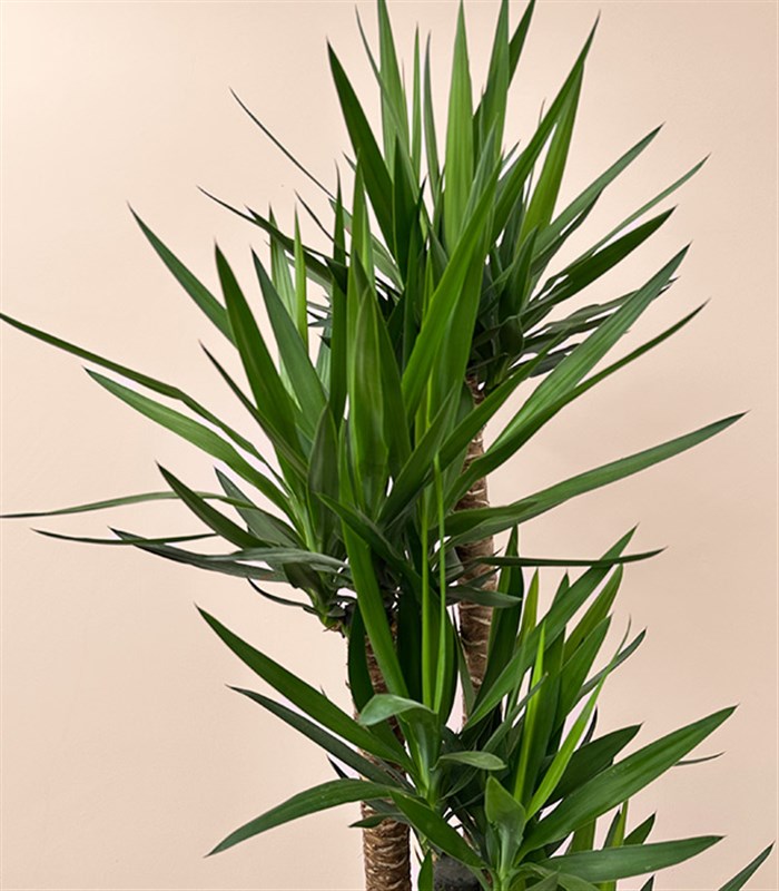 Grand Deluxe Yucca Terracotta Saksı Yuka Ağacı 5 Gövdeli 200 cm