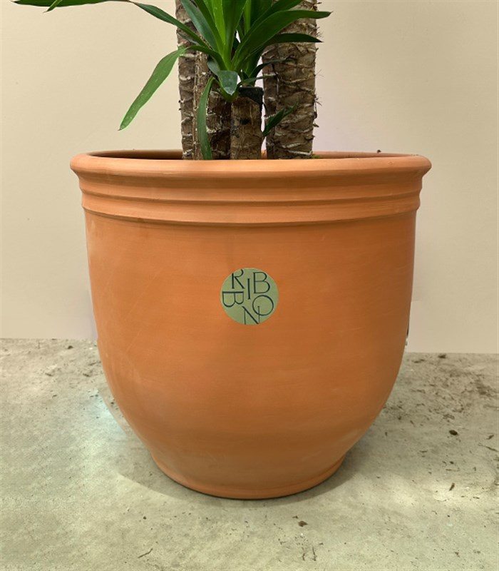 Grand Deluxe Yucca Terracotta Saksı Yuka Ağacı 5 Gövdeli 200 cm