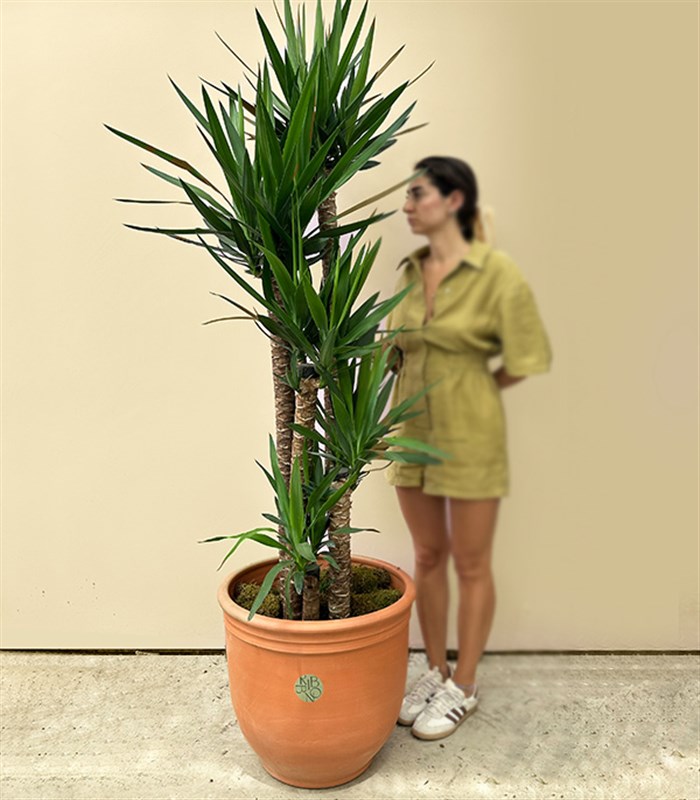 Grand Deluxe Yucca Terracotta Saksı Yuka Ağacı 5 Gövdeli 200 cm