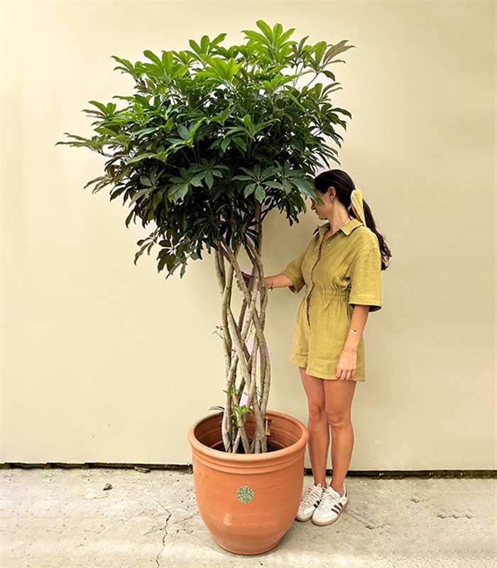 Terracotta Saksıda Schefflera Arboricola Compacta Şeflera Bitkisi 180 cm