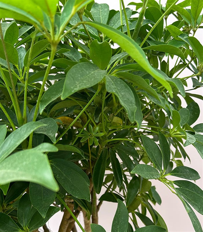 Terracotta Saksıda Schefflera Arboricola Compacta Şeflera Bitkisi 180 cm