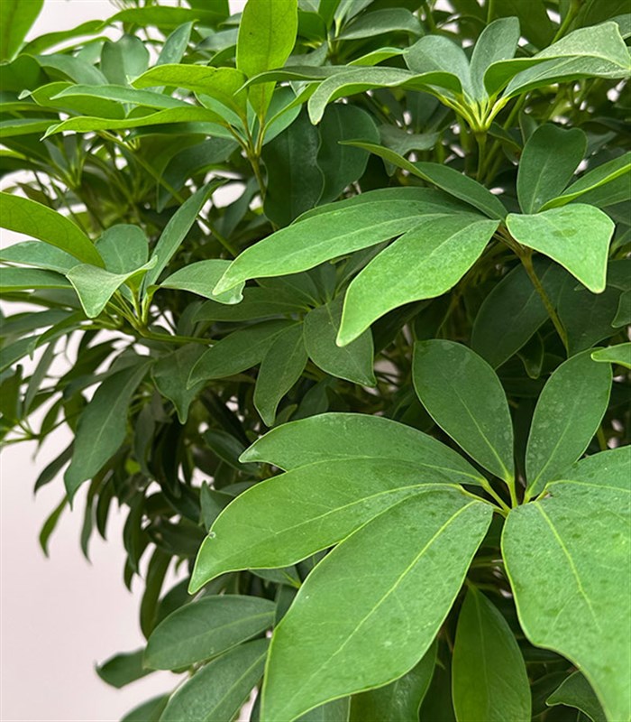 Terracotta Saksıda Schefflera Arboricola Compacta Şeflera Bitkisi 180 cm