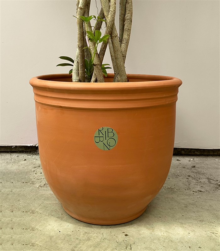 Terracotta Saksıda Schefflera Arboricola Compacta Şeflera Bitkisi 180 cm