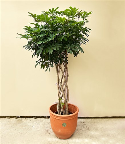 Terracotta Saksıda Schefflera Arboricola Compacta Şeflera Bitkisi 180 cm