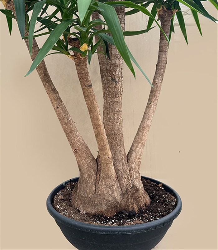 Grand Deluxe Yucca Elephantipes 4 Gövdeli Yuka Ağacı