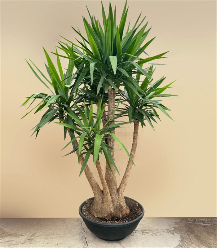Grand Deluxe Yucca Elephantipes 4 Gövdeli Yuka Ağacı