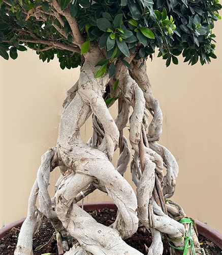 Ficus Bonsai Ginseng Retusa Ağacı